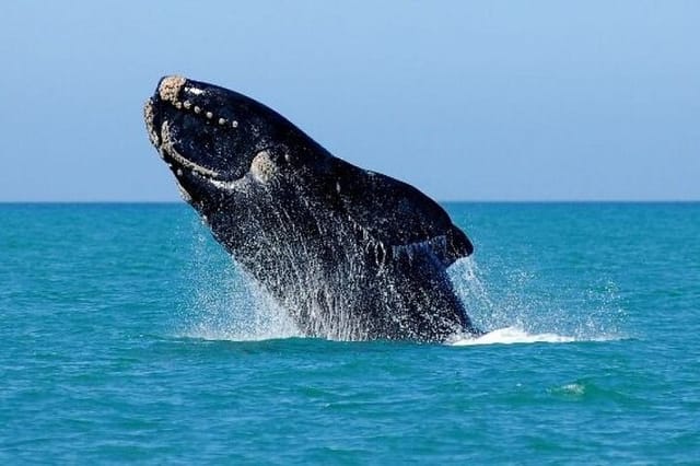 Southern Right Whale